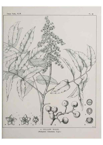 Reproducción/Reproduction 46878097022: The forest flora of New South Wales /. Sydney :W. A. Gullick,1902-1925.. 