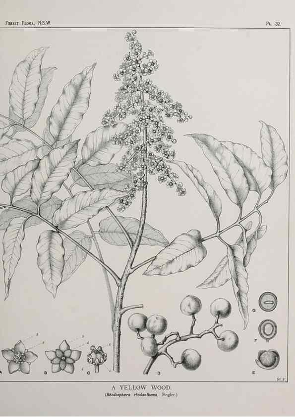 Reproducción/Reproduction 46878097022: The forest flora of New South Wales /. Sydney :W. A. Gullick,1902-1925.. 