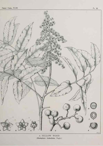 Reproducción/Reproduction 46878097022: The forest flora of New South Wales /. Sydney :W. A. Gullick,1902-1925.. 