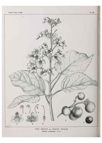 Reproducción/Reproduction 39965734453: The forest flora of New South Wales /. Sydney :W. A. Gullick,1902-1925.. 