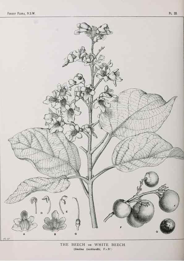Reproducción/Reproduction 39965734453: The forest flora of New South Wales /. Sydney :W. A. Gullick,1902-1925.. 
