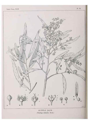 Reproducción/Reproduction 31989263557: The forest flora of New South Wales /. Sydney :W. A. Gullick,1902-1925.. 