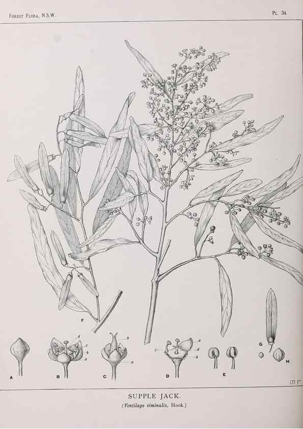 Reproducción/Reproduction 31989263557: The forest flora of New South Wales /. Sydney :W. A. Gullick,1902-1925.. 