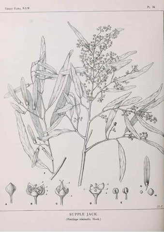 Reproducción/Reproduction 31989263557: The forest flora of New South Wales /. Sydney :W. A. Gullick,1902-1925.. 
