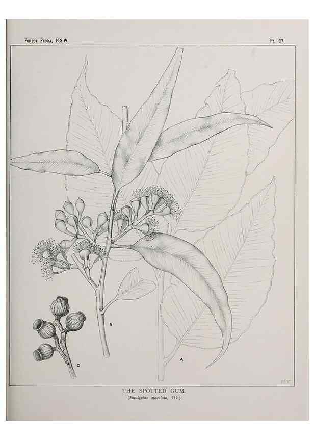 Reproducción/Reproduction 46205568474: The forest flora of New South Wales /. Sydney :W. A. Gullick,1902-1925.. 