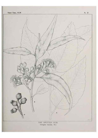 Reproducción/Reproduction 46205568474: The forest flora of New South Wales /. Sydney :W. A. Gullick,1902-1925.. 