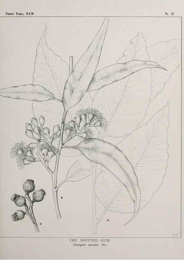 Reproducción/Reproduction 46205568474: The forest flora of New South Wales /. Sydney :W. A. Gullick,1902-1925.. 