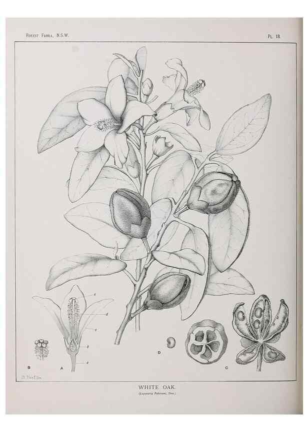 Reproducción/Reproduction 46016224885: The forest flora of New South Wales /. Sydney :W. A. Gullick,1902-1925.. 