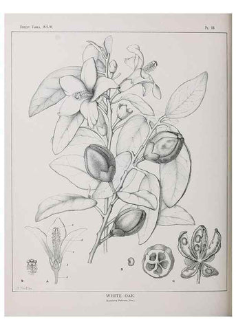 Reproducción/Reproduction 46016224885: The forest flora of New South Wales /. Sydney :W. A. Gullick,1902-1925.. 