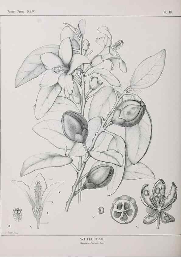Reproducción/Reproduction 46016224885: The forest flora of New South Wales /. Sydney :W. A. Gullick,1902-1925.. 