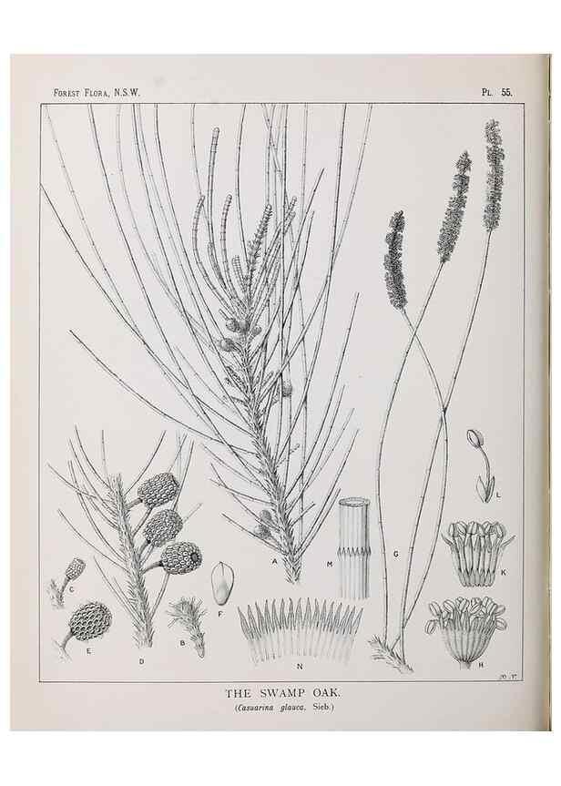 Reproducción/Reproduction 39965818263: The forest flora of New South Wales /. Sydney :W. A. Gullick,1902-1925.. 