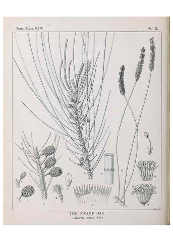 Reproducción/Reproduction 39965818263: The forest flora of New South Wales /. Sydney :W. A. Gullick,1902-1925.. 