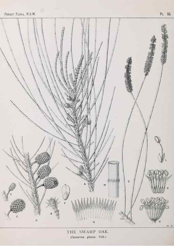 Reproducción/Reproduction 39965818263: The forest flora of New South Wales /. Sydney :W. A. Gullick,1902-1925.. 