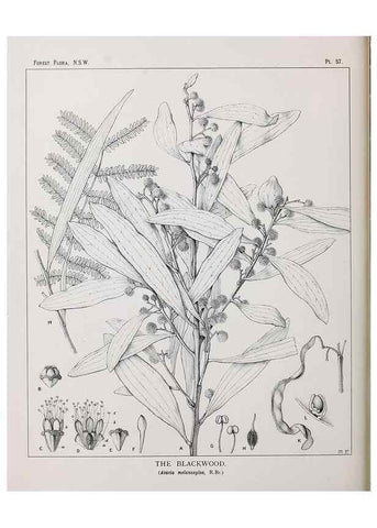 Reproducción/Reproduction 46930390311: The forest flora of New South Wales /. Sydney :W. A. Gullick,1902-1925.. 