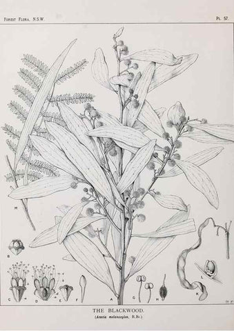 Reproducción/Reproduction 46930390311: The forest flora of New South Wales /. Sydney :W. A. Gullick,1902-1925.. 