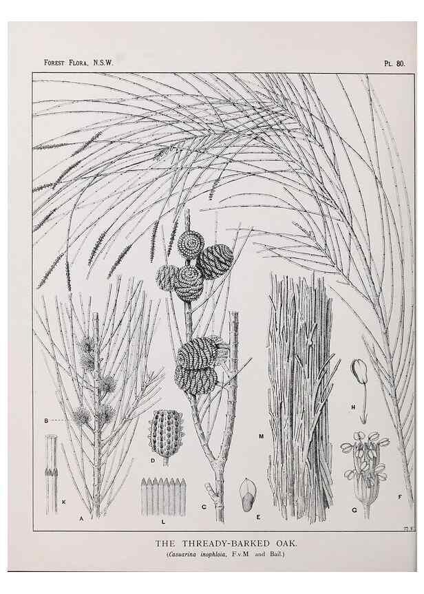 Reproducción/Reproduction 39965892423: The forest flora of New South Wales /. Sydney :W. A. Gullick,1902-1925.. 