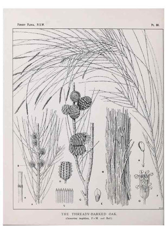 Reproducción/Reproduction 39965892423: The forest flora of New South Wales /. Sydney :W. A. Gullick,1902-1925.. 