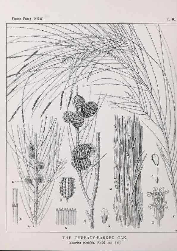 Reproducción/Reproduction 39965892423: The forest flora of New South Wales /. Sydney :W. A. Gullick,1902-1925.. 