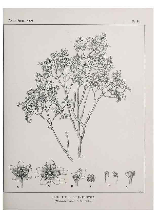 Reproducción/Reproduction 33054949928: The forest flora of New South Wales /. Sydney :W. A. Gullick,1902-1925.. 