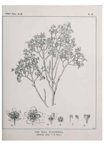 Reproducción/Reproduction 33054949928: The forest flora of New South Wales /. Sydney :W. A. Gullick,1902-1925.. 