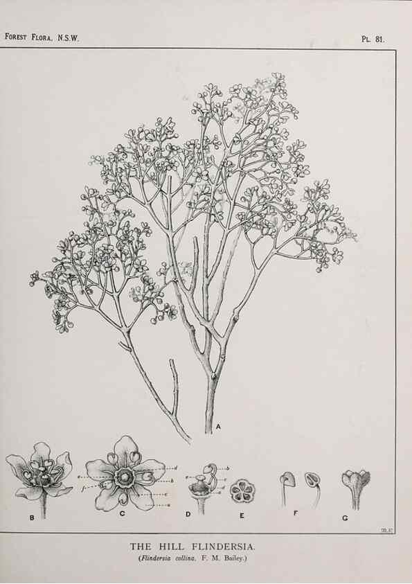 Reproducción/Reproduction 33054949928: The forest flora of New South Wales /. Sydney :W. A. Gullick,1902-1925.. 