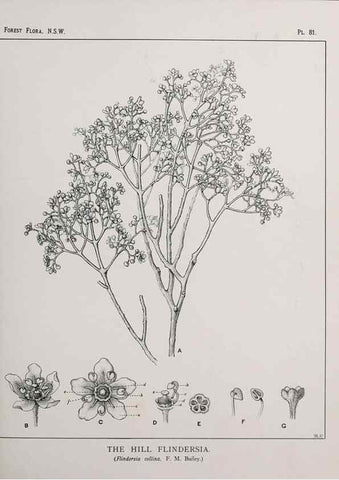 Reproducción/Reproduction 33054949928: The forest flora of New South Wales /. Sydney :W. A. Gullick,1902-1925.. 