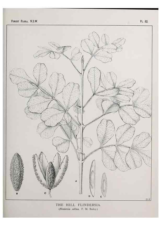Reproducción/Reproduction 33054950928: The forest flora of New South Wales /. Sydney :W. A. Gullick,1902-1925.. 
