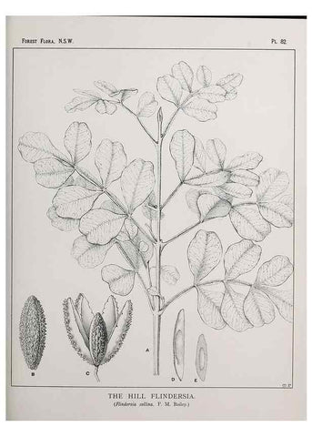 Reproducción/Reproduction 33054950928: The forest flora of New South Wales /. Sydney :W. A. Gullick,1902-1925.. 
