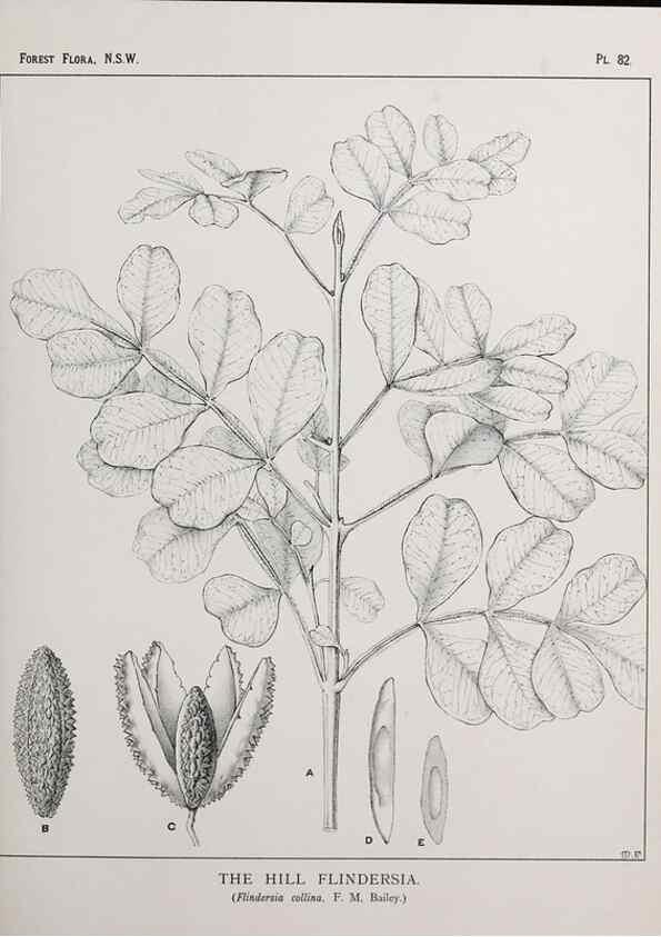 Reproducción/Reproduction 33054950928: The forest flora of New South Wales /. Sydney :W. A. Gullick,1902-1925.. 