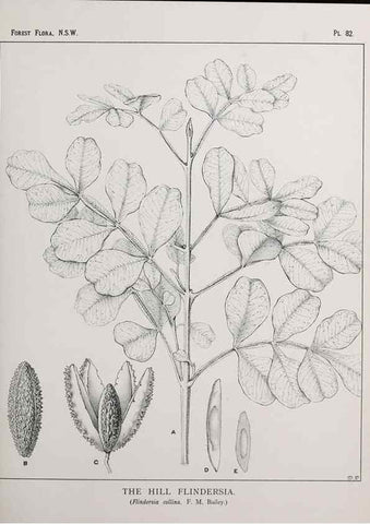 Reproducción/Reproduction 33054950928: The forest flora of New South Wales /. Sydney :W. A. Gullick,1902-1925.. 
