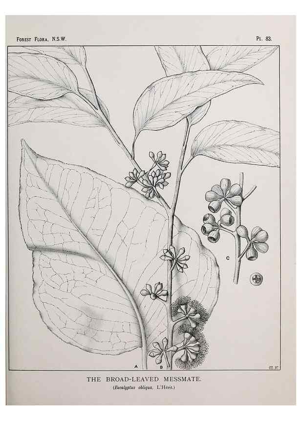 Reproducción/Reproduction 39965894903: The forest flora of New South Wales /. Sydney :W. A. Gullick,1902-1925.. 