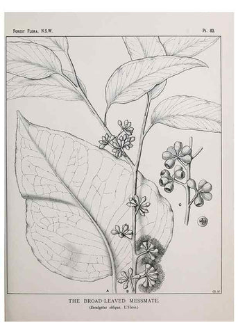Reproducción/Reproduction 39965894903: The forest flora of New South Wales /. Sydney :W. A. Gullick,1902-1925.. 