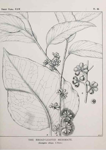 Reproducción/Reproduction 39965894903: The forest flora of New South Wales /. Sydney :W. A. Gullick,1902-1925.. 