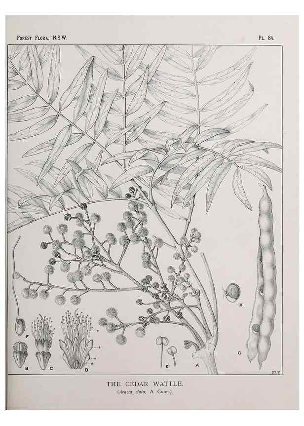 Reproducción/Reproduction 46878258542: The forest flora of New South Wales /. Sydney :W. A. Gullick,1902-1925.. 