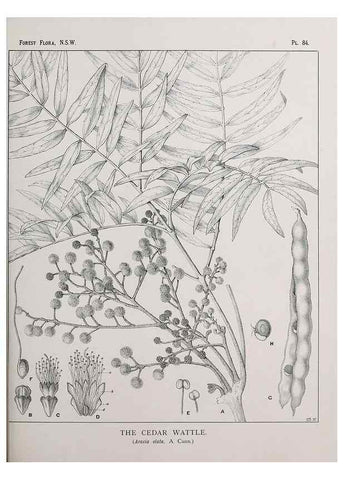 Reproducción/Reproduction 46878258542: The forest flora of New South Wales /. Sydney :W. A. Gullick,1902-1925.. 