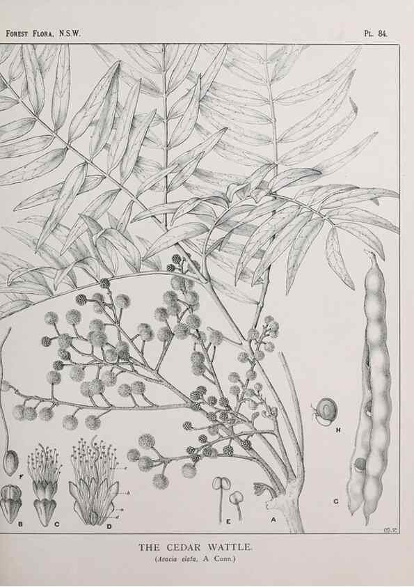 Reproducción/Reproduction 46878258542: The forest flora of New South Wales /. Sydney :W. A. Gullick,1902-1925.. 