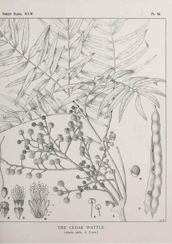 Reproducción/Reproduction 46878258542: The forest flora of New South Wales /. Sydney :W. A. Gullick,1902-1925.. 