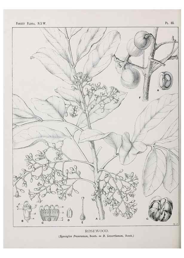 Reproducción/Reproduction 31989406897: The forest flora of New South Wales /. Sydney :W. A. Gullick,1902-1925.. 