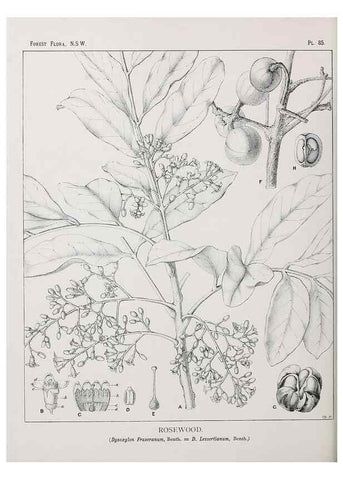 Reproducción/Reproduction 31989406897: The forest flora of New South Wales /. Sydney :W. A. Gullick,1902-1925.. 
