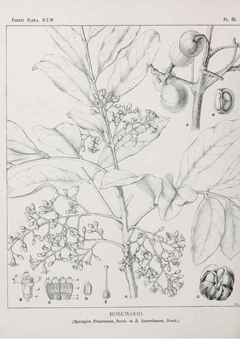Reproducción/Reproduction 31989406897: The forest flora of New South Wales /. Sydney :W. A. Gullick,1902-1925.. 