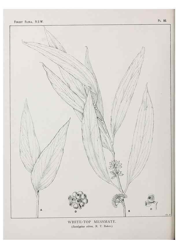 Reproducción/Reproduction 39965897423: The forest flora of New South Wales /. Sydney :W. A. Gullick,1902-1925.. 