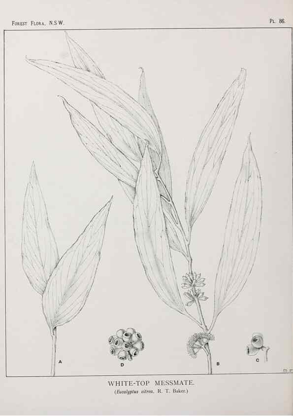 Reproducción/Reproduction 39965897423: The forest flora of New South Wales /. Sydney :W. A. Gullick,1902-1925.. 
