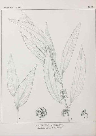 Reproducción/Reproduction 39965897423: The forest flora of New South Wales /. Sydney :W. A. Gullick,1902-1925.. 