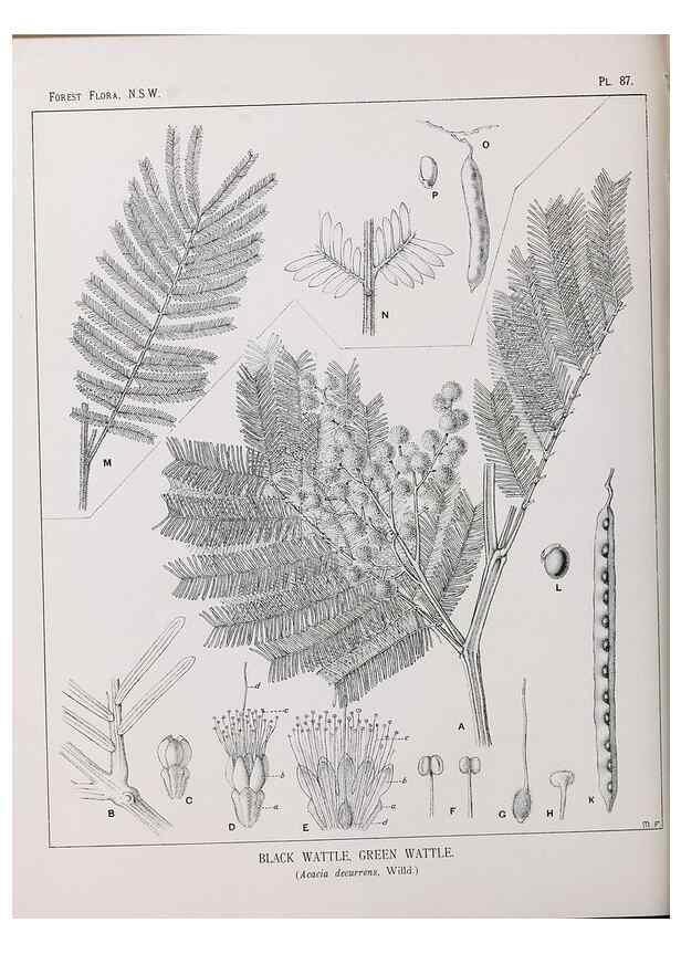 Reproducción/Reproduction 46930442141: The forest flora of New South Wales /. Sydney :W. A. Gullick,1902-1925.. 