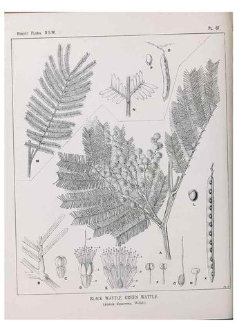 Reproducción/Reproduction 46930442141: The forest flora of New South Wales /. Sydney :W. A. Gullick,1902-1925.. 