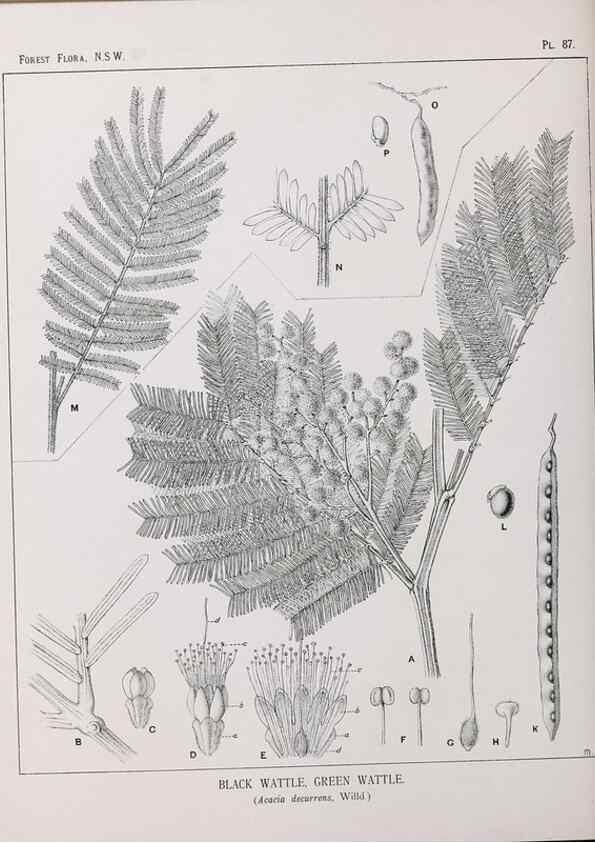 Reproducción/Reproduction 46930442141: The forest flora of New South Wales /. Sydney :W. A. Gullick,1902-1925.. 