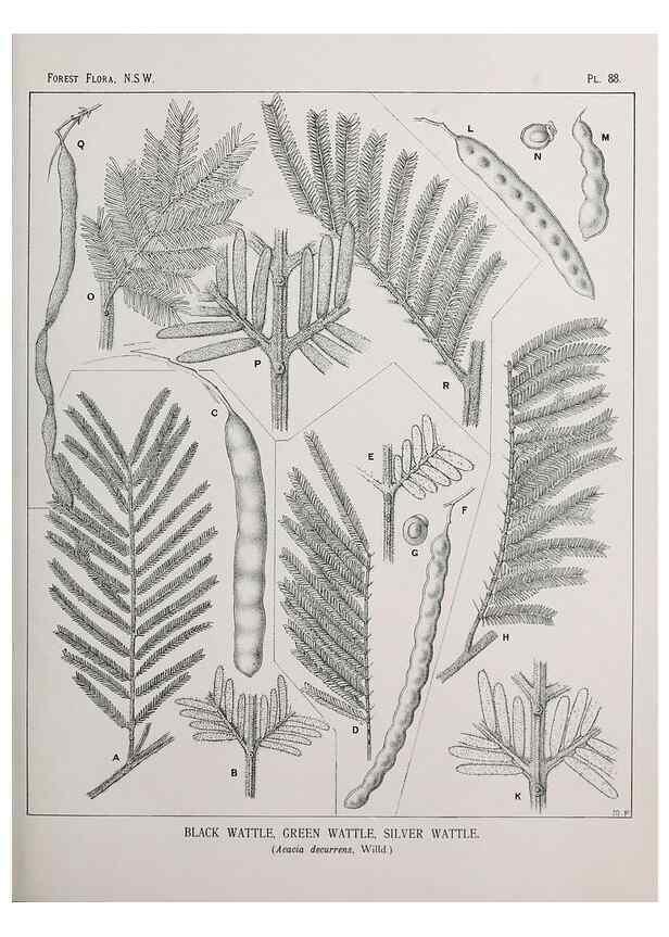 Reproducción/Reproduction 46205723264: The forest flora of New South Wales /. Sydney :W. A. Gullick,1902-1925.. 