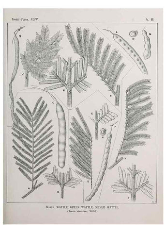 Reproducción/Reproduction 46205723264: The forest flora of New South Wales /. Sydney :W. A. Gullick,1902-1925.. 