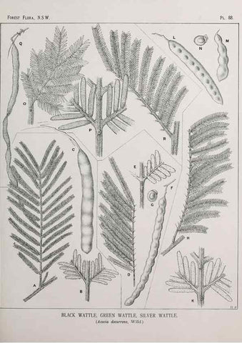 Reproducción/Reproduction 46205723264: The forest flora of New South Wales /. Sydney :W. A. Gullick,1902-1925.. 