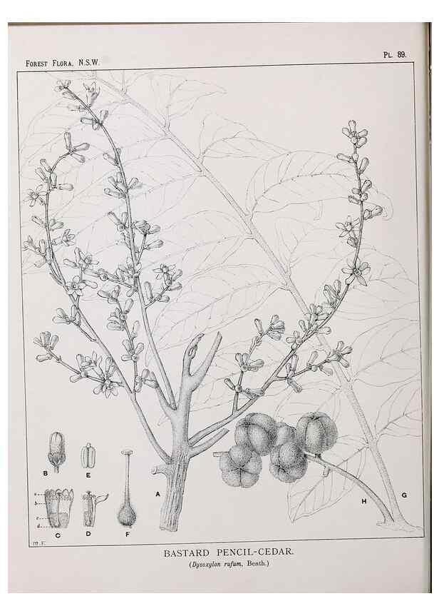 Reproducción/Reproduction 46878263552: The forest flora of New South Wales /. Sydney :W. A. Gullick,1902-1925.. 